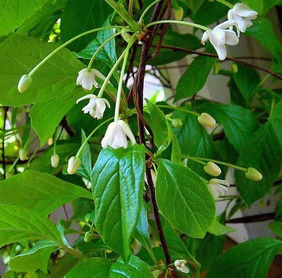 Wu Wei Zi, Chinese Magnolia Vine