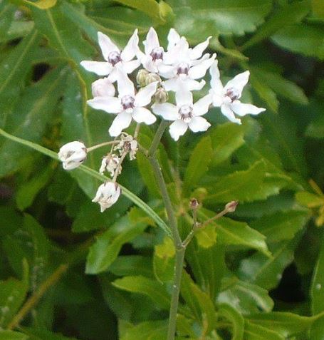 Asclepias Species, Florida Milkweed