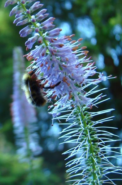 Veronicastrum, Culvers Root, Blackroot, Bowmans Root Fascination