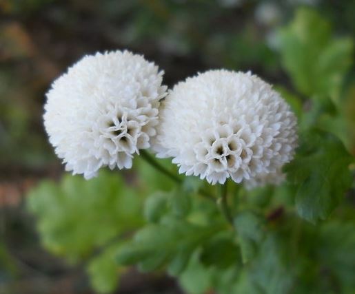 Tanacetum, Feverfew Virgo