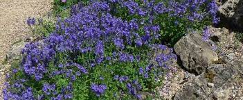 Veronica, Prostrate Speedwell, Harebell Speedwell Heavenly Blue