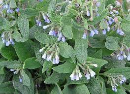 Dwarf Comfrey, Ornamental Comfrey Hidcote Blue