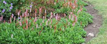 Bistorta, Himalayan Fleece Flower, Himalayan Knotweed Darjeeling Red
