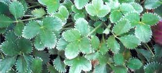 Potentilla, Cinquefoil Rot