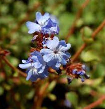 Ceratostigma Species, Burmese Plumbago, Griffiths Blue Leadwort