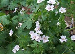 Geranium, Hardy Geranium, Hedgerow Cranesbill, Pyrenees Cranesbill Alba