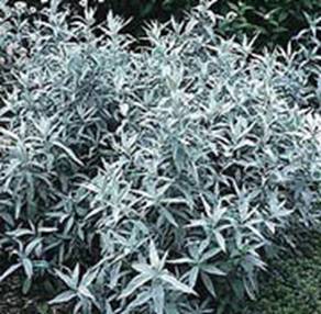 Western Mugwort