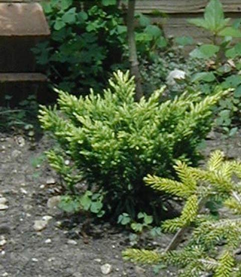 Creeping Juniper, Trailing Juniper, Creeping Cedar NosLg