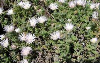 Ice Plant, Carpet Weed