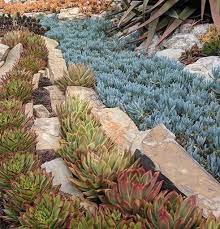 Curio Species, Dwarf Blue Chalksticks
