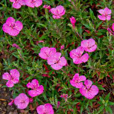 Oenothera, Kunths Evening Primrose Glowing Magenta
