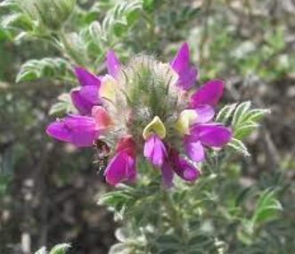 Dalea Species, Trailing Indigo Bush, Trailing Smoke Bush