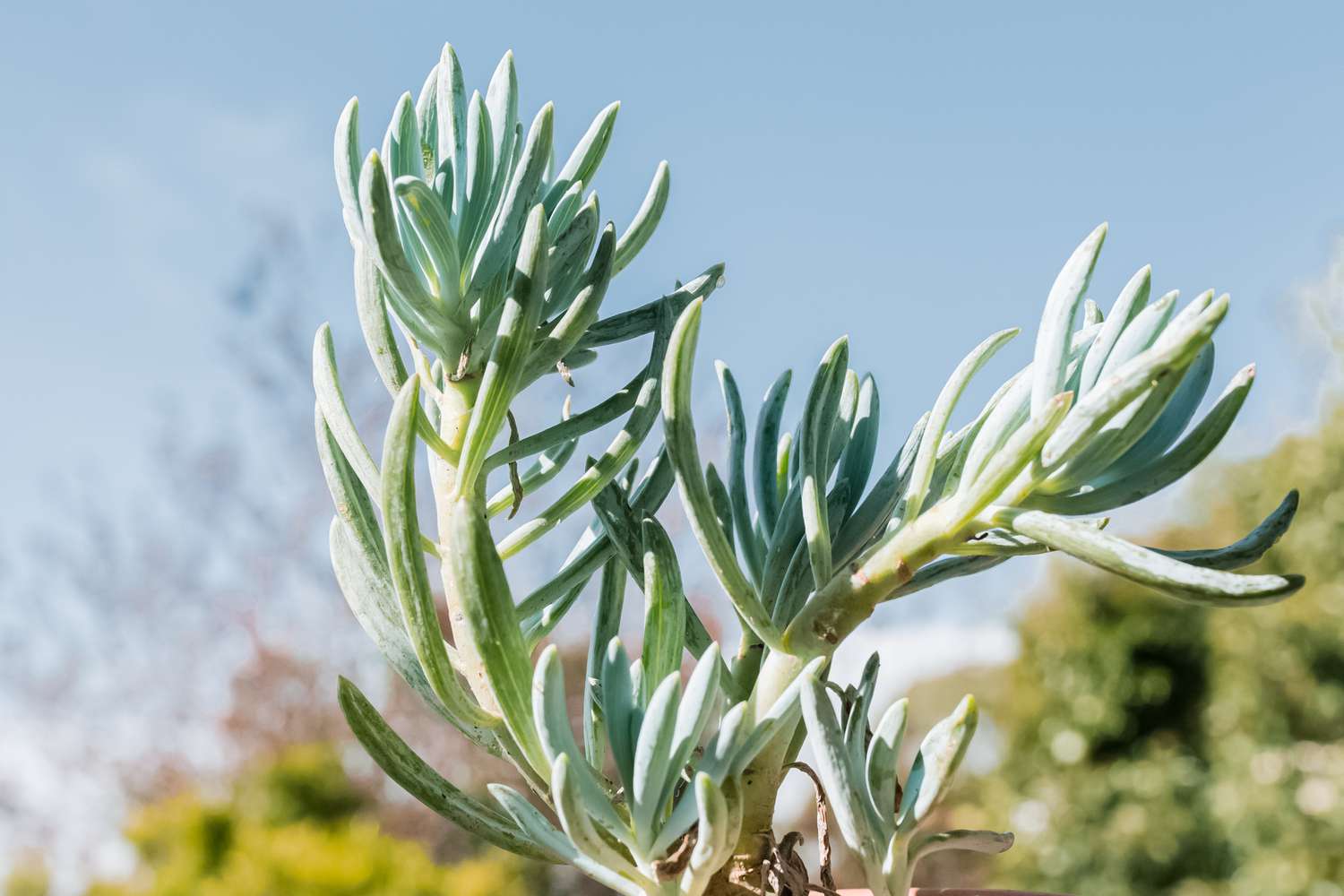 Senecio