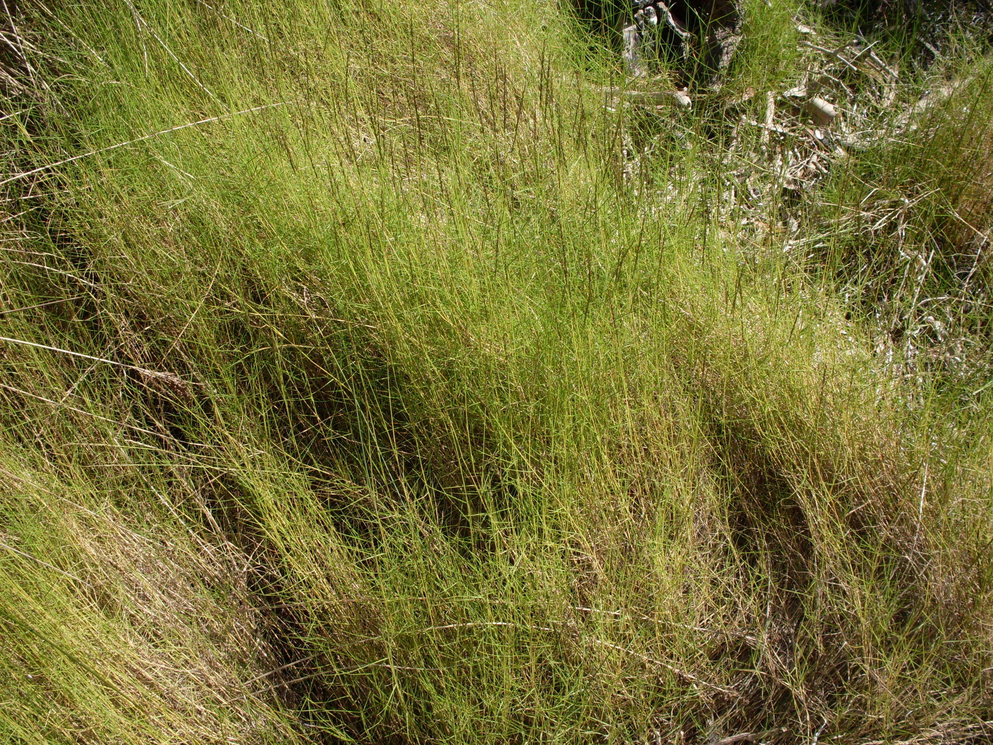 Seashore Dropseed
