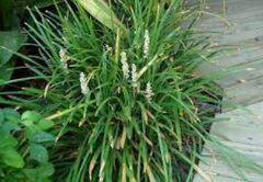Liriope, Lily Turf, Lilyturf, Monkey Grass 'Monroe White'