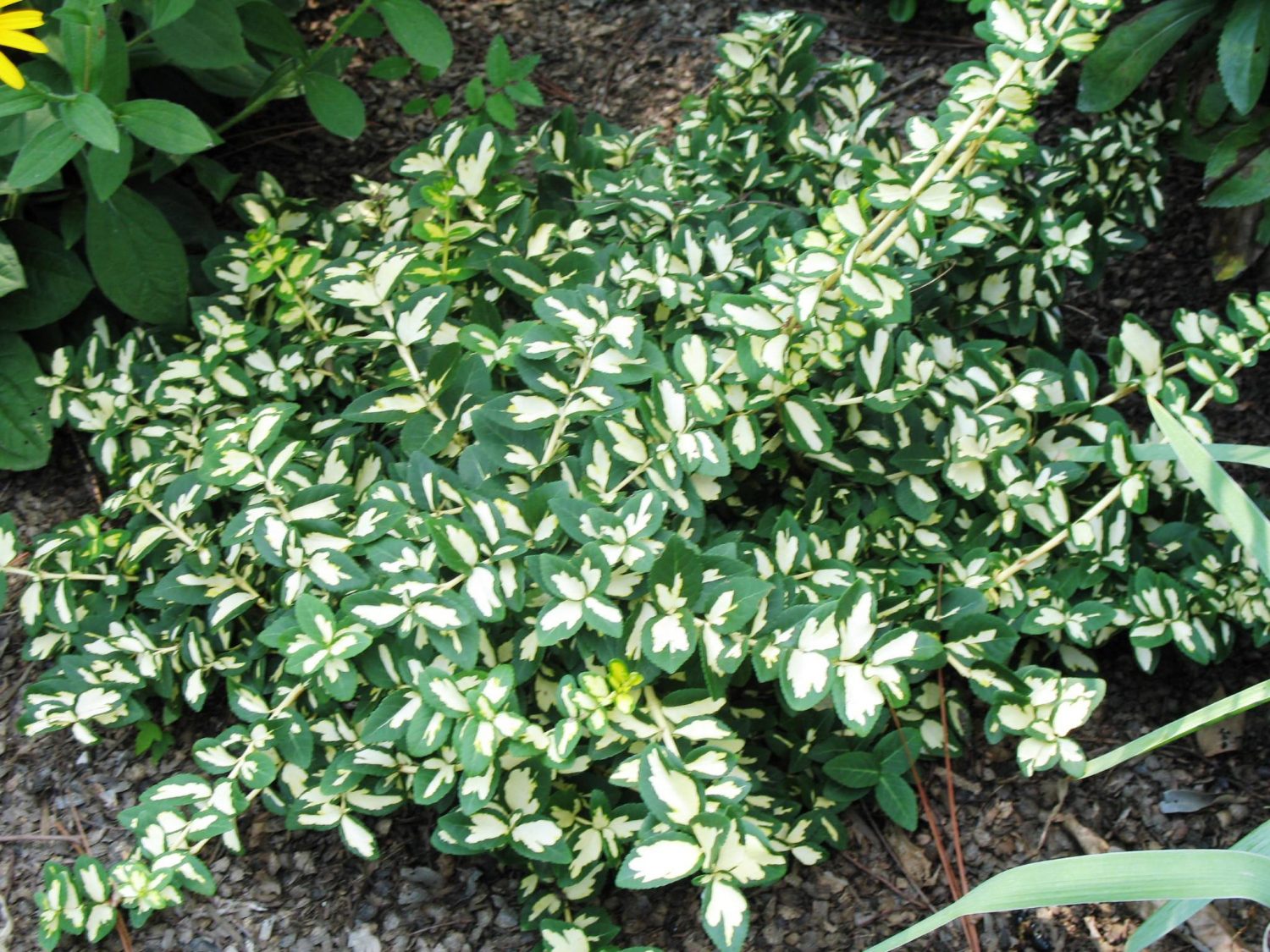 Euonymus, Wintercreeper Moon Shadow