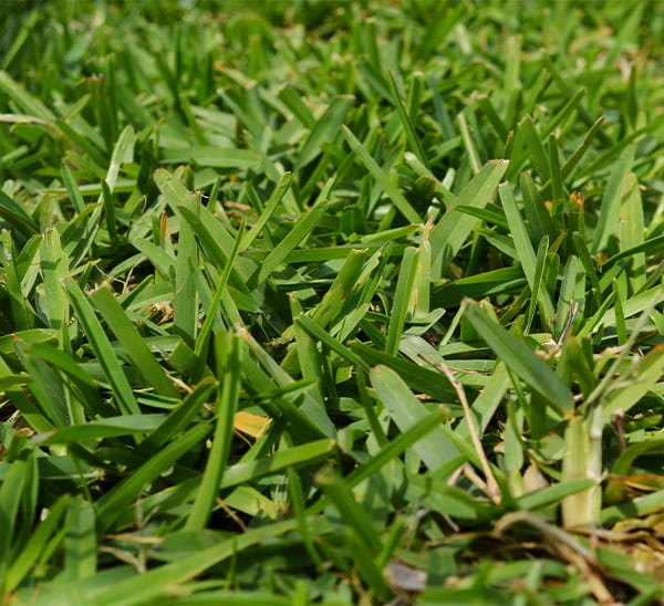 St. Augustine Grass Palmetto