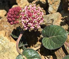 Asclepias Species, Serpentine Milkweed, Prostrate Milkweed, Solanoa