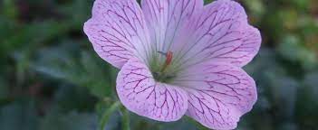 Geranium, Cranesbill, Hardy Geranium Pearl Boland