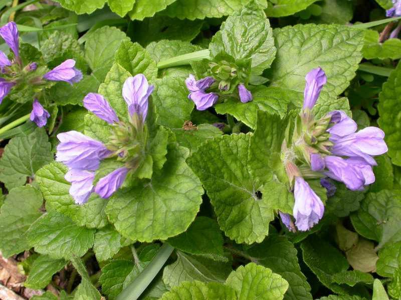 Meehania Species, Creeping Mint, Meehans Mint