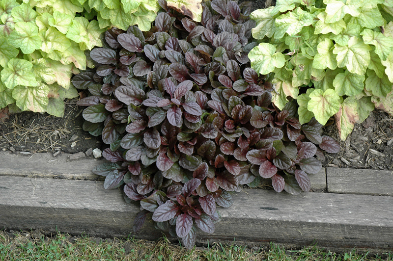 Ajuga, Bugle, Bugleweed, Carpet Bugle Mahogany