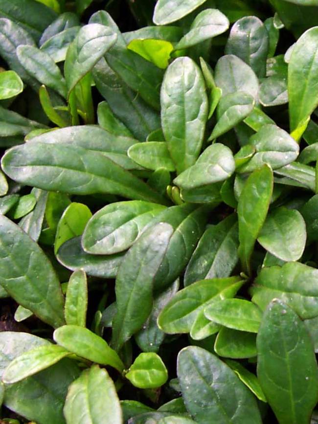 Ajuga, Bugle, Bugleweed, Carpet Bugle Emerald Chip