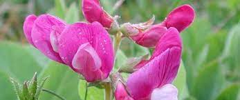 Lathyrus Species, Beach Pea, Beach Vetchling