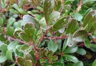 Arctostaphylos, Bearberry, Kinnikinnick, Pinemat Manzanita Vancouver Jade