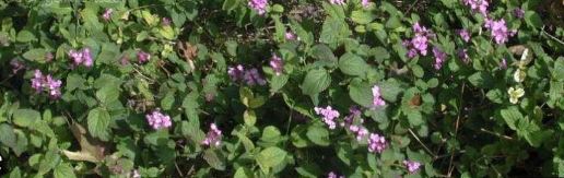 Weeping Lantana, Trailing Lantana Loneweep