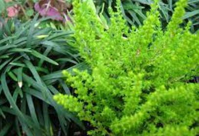 Calluna, Ling, Scotch Heather Firefly