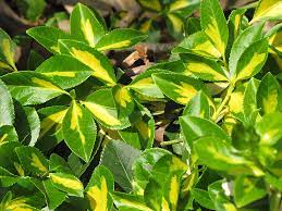 Euonymus, Wintercreeper Surespot