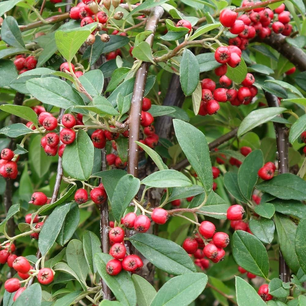 Weeping Cotoneaster Hybridus Pendulus