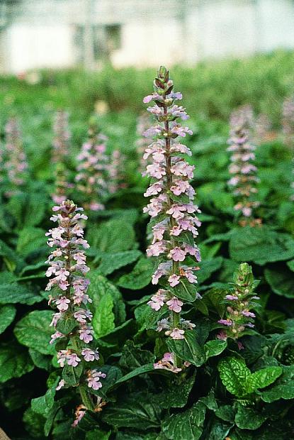 Ajuga, Bugle, Bugleweed, Carpet Bugle Purple Torch