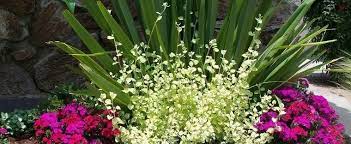 Helichrysum, Licorice Plant Lemon Licorice