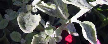 Helichrysum, Licorice Plant Splash