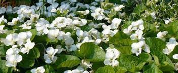 Viola, English Violet, Garden Violet, Sweet Violet White Czar