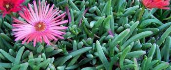 Cephalophyllum Species, Ice Plant