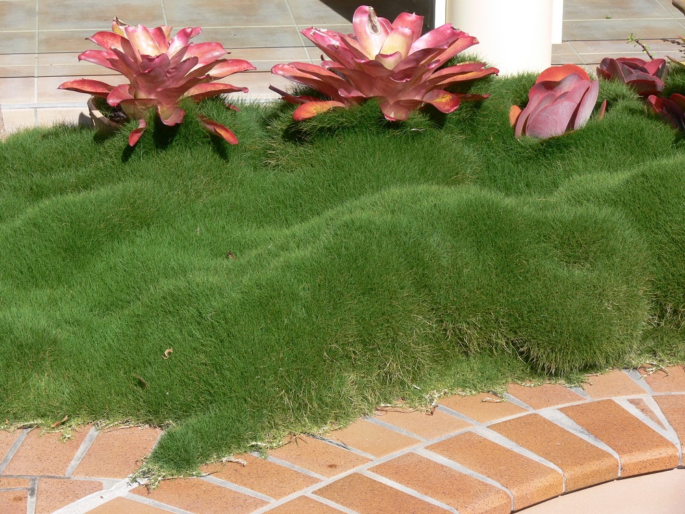 Korean Lawngrass, Zoysia Grass