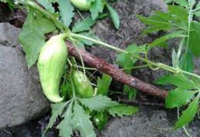 Achocha, Achokcha, Caihua, Caygua, Cayua, Korila, Wild Cucumber