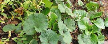 Petasites Species, Butterbur, Coltsfoot