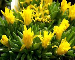Delosperma, Hardy Yellow Ice Plant Gold Nugget