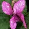Viola, English Violet, Garden Violet, Sweet Violet 'Rosea'