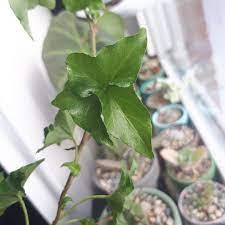 English Ivy, Common Ivy Curly Locks
