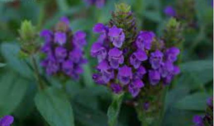 Big-Flowered Self-Heal, Selfheal, Heal All Pagoda Mix
