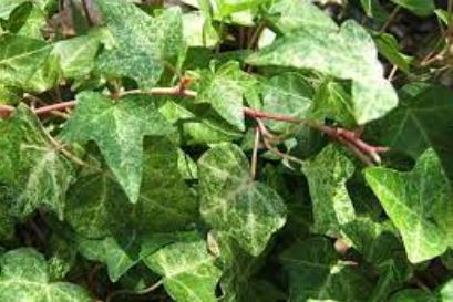 English Ivy, Common Ivy Gold Dust