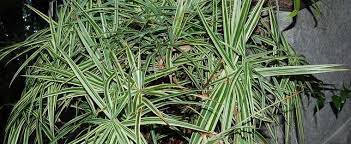 Carex, Chinese Palm Sedge, Sparkler Sedge, Tenjiku Sedge Sparkler