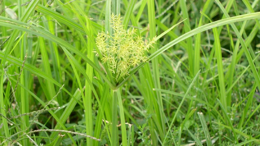 Yellow Nutsedge