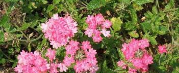 Glandularia, Clump Verbena, Rose Mock Vervain Homestead Pink