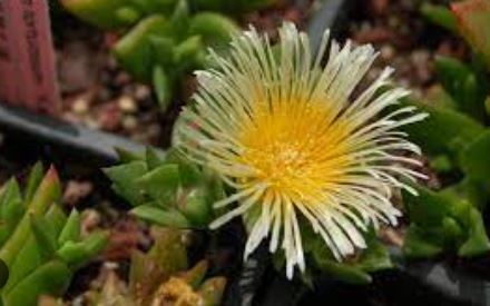 Mesembryanthemum Species, Kanna
