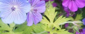 Geranium, Cranesbill, Hardy Geranium Blue Sunrise